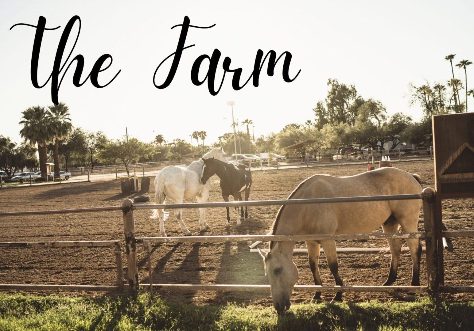 The Farm The Farm